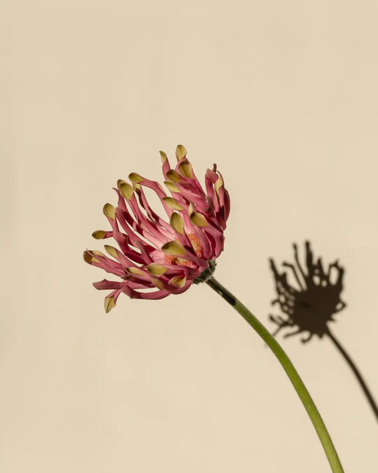 Homeopathy for Headaches and Migraines - Natural Remedies to Support You - Bloom Natural Wellness