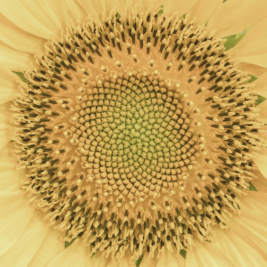 The power of Fibonacci Potency