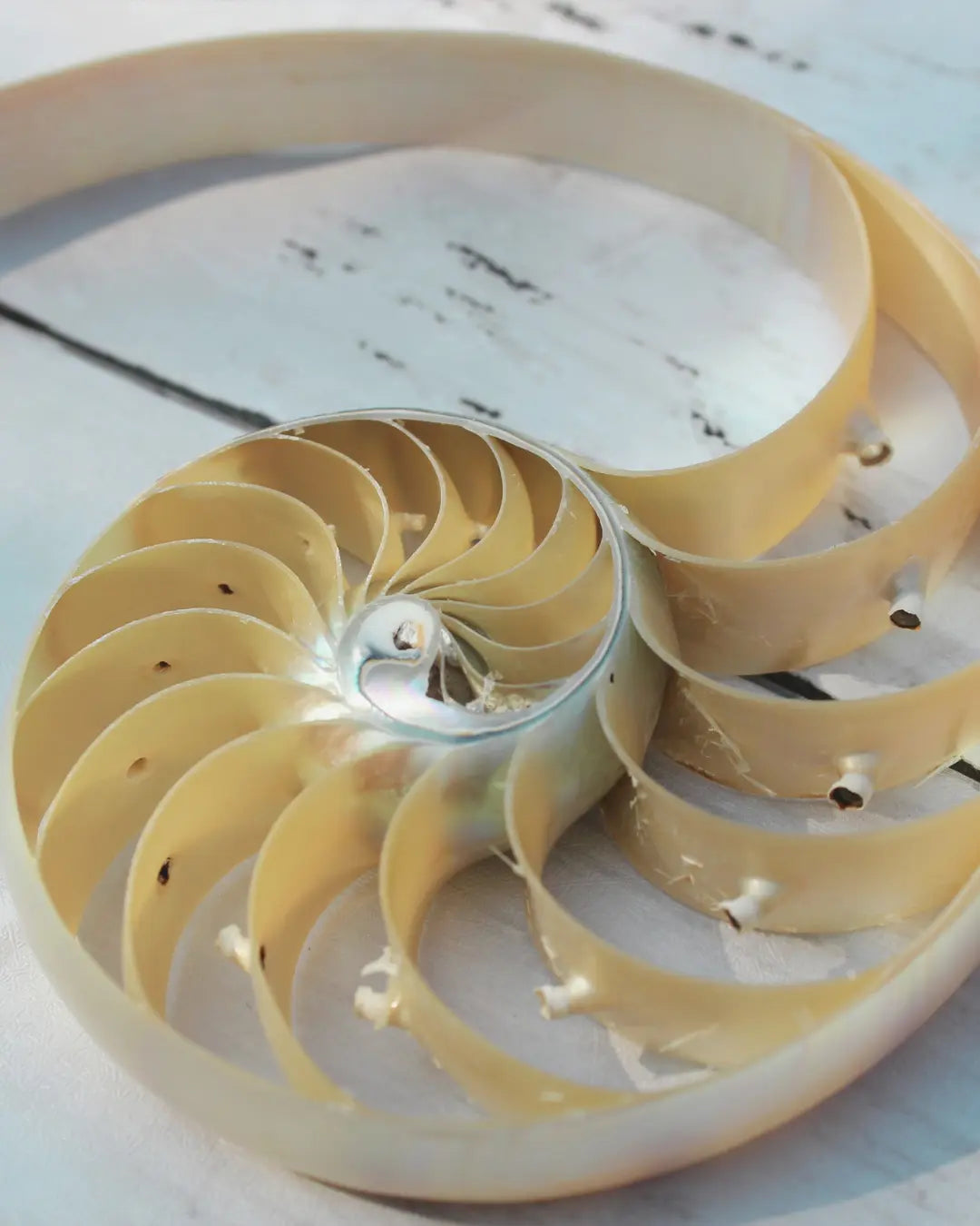 The Power of Fibonacci Potency - Bloom Natural Wellness