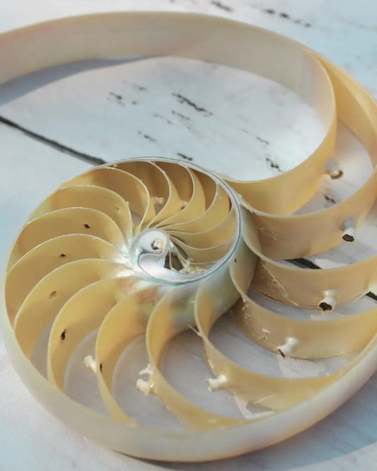 The Power of Fibonacci Potency - Bloom Natural Wellness