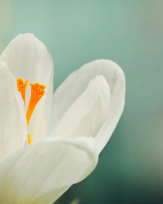 Homeopathy for Hay Fever and Seasonal Allergies - Bloom Natural Wellness