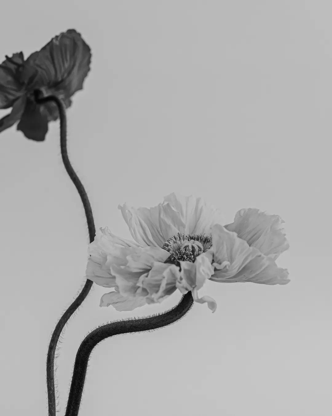What is the Vital Force in Homeopathy? - Bloom Natural Wellness